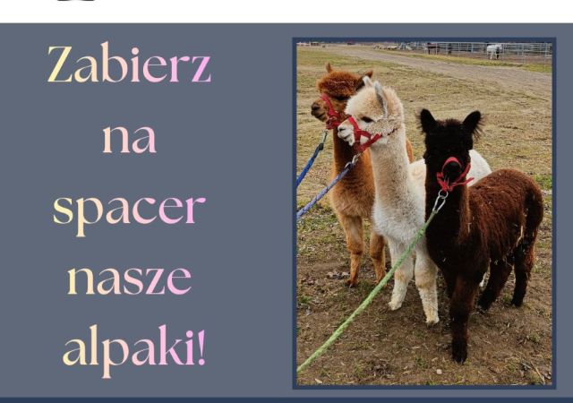 SPACERY Z ALPAKAMI W STADZIE OGIERÓW W BOGUSŁAWICACH