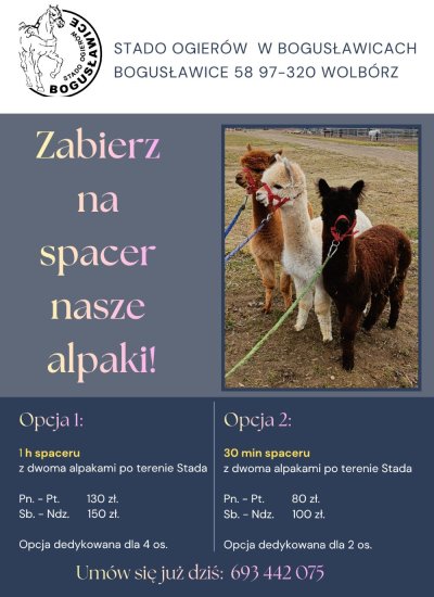 SPACERY Z ALPAKAMI W STADZIE OGIERÓW W BOGUSŁAWICACH